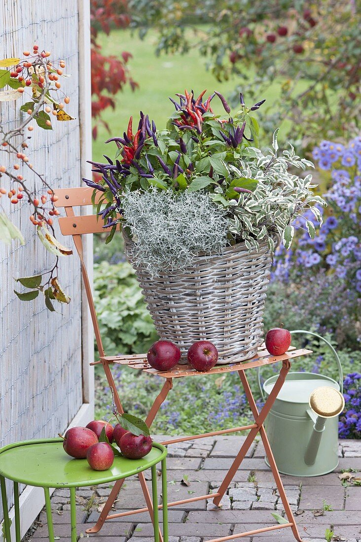 Autumn basket with chili 'Pretty in Purple', sage