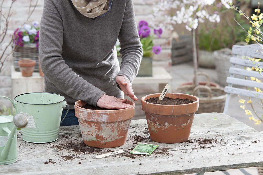 Broccoli growing in clay pots