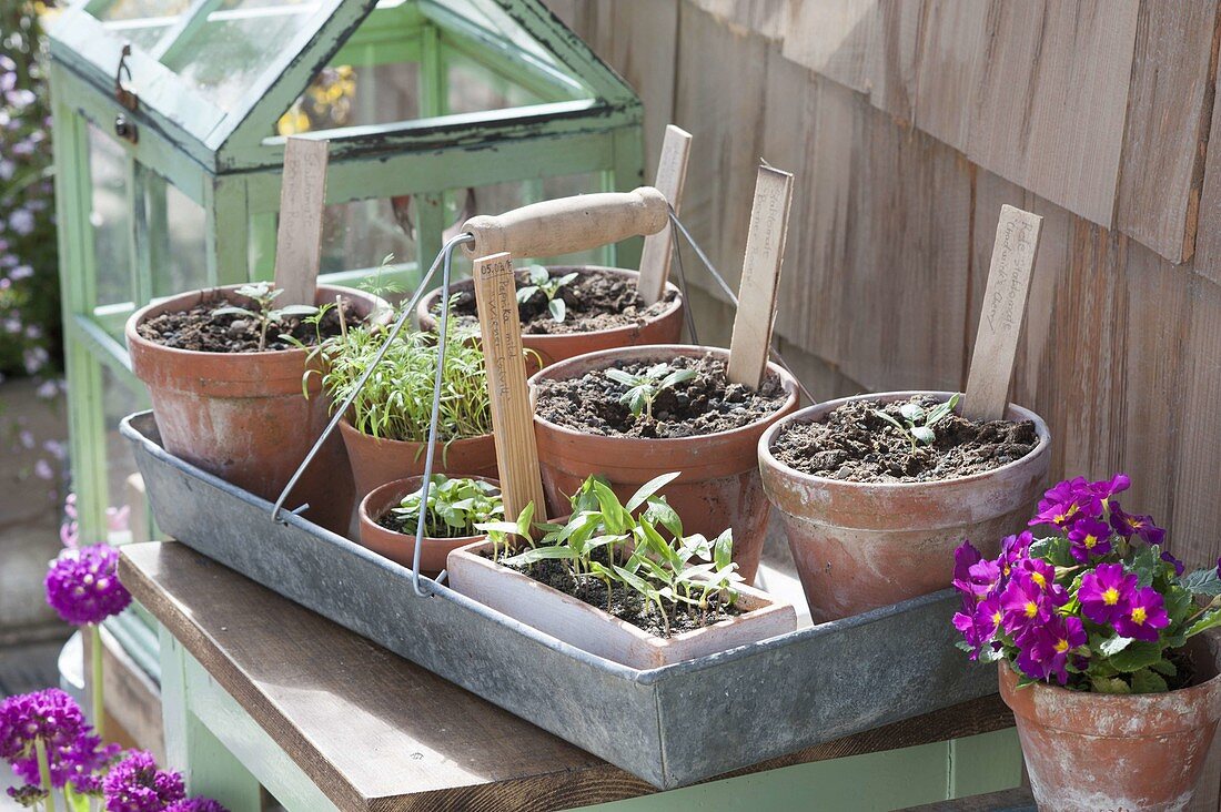 Clay pots with piquated tomatoes seedlings