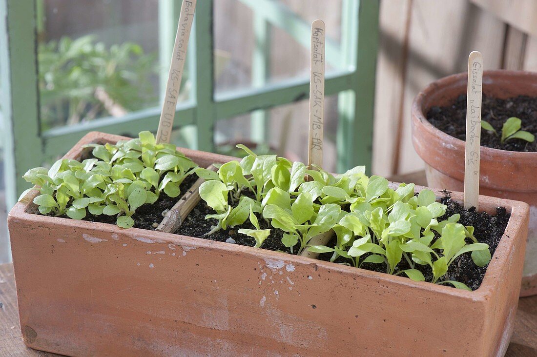 Terracotta box with seedlings of Batavia salad, lettuce and ice lettuce