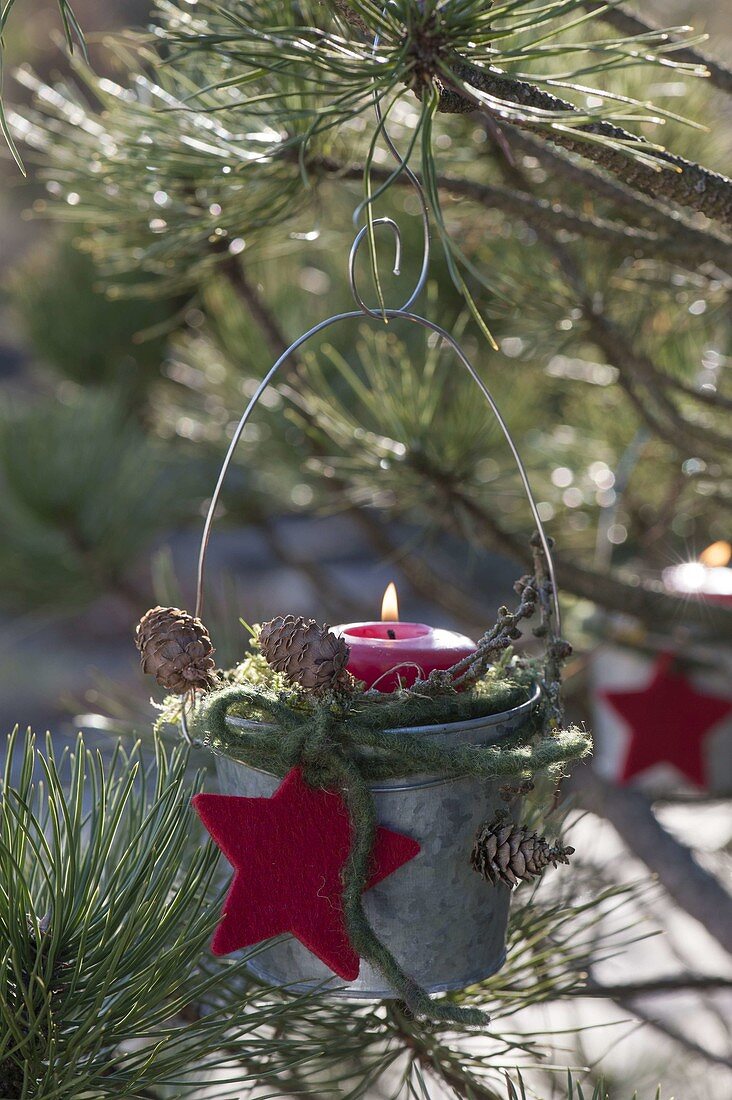 Zinc pot hung as a lantern on Pinus (pine), decorated