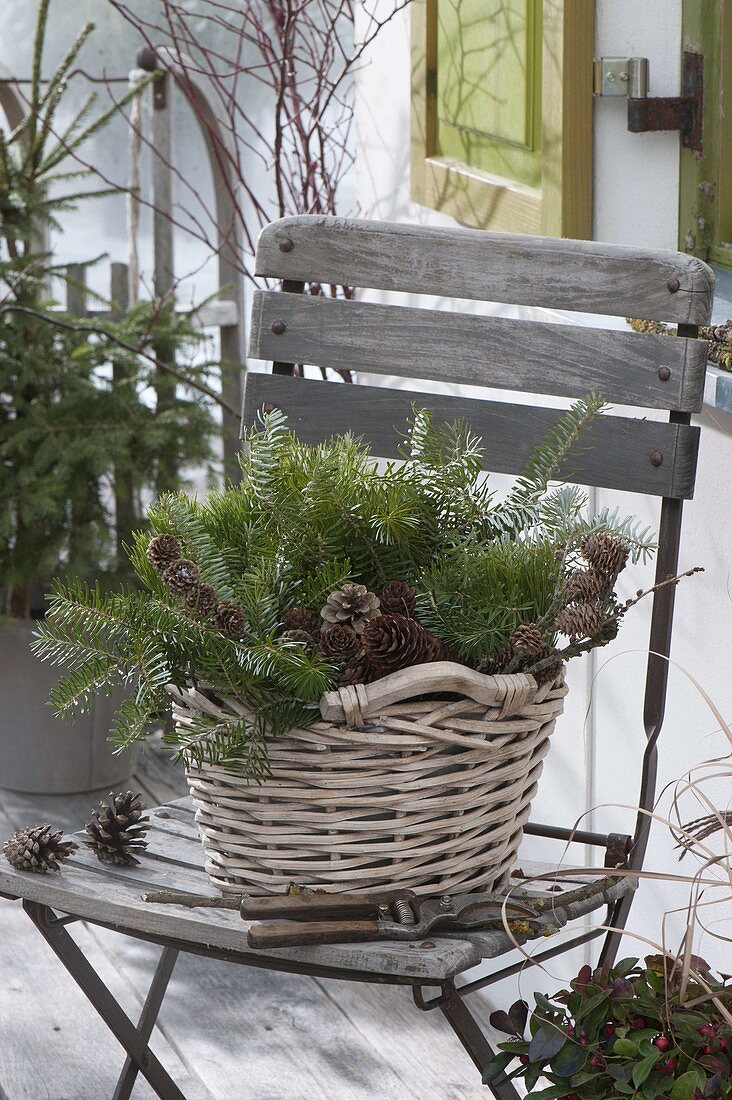 Basket with abies and cones on chair, secateurs