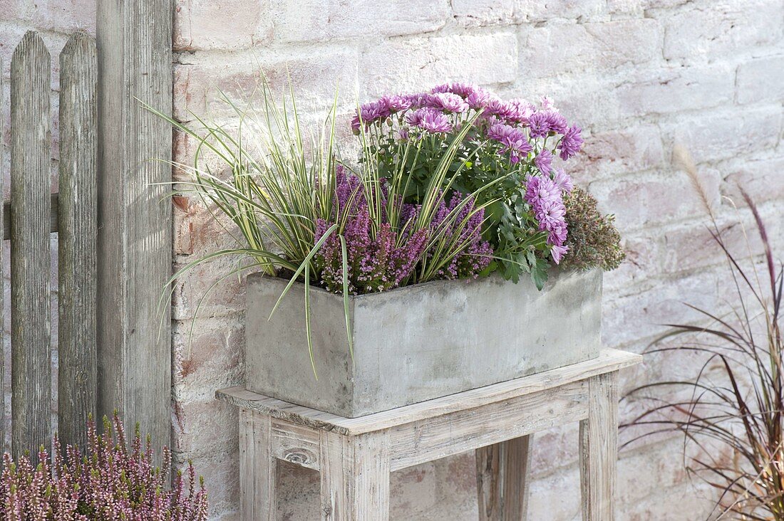 Gray box with chrysanthemum, Erica gracilis