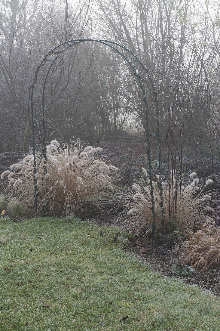 Pennisetum alopecuroides 'Hameln' (Chinese pennisetum) in hoarfrost