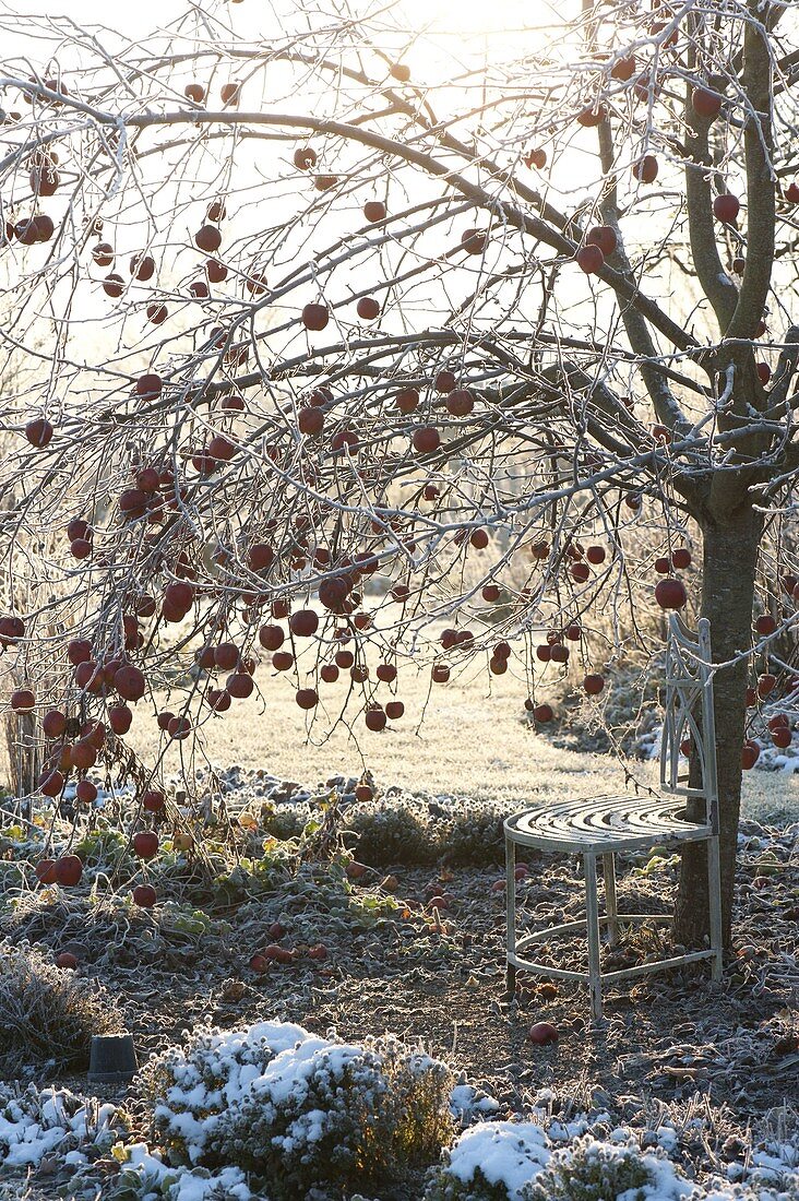 Winter garden with bench under apple tree (Malus)