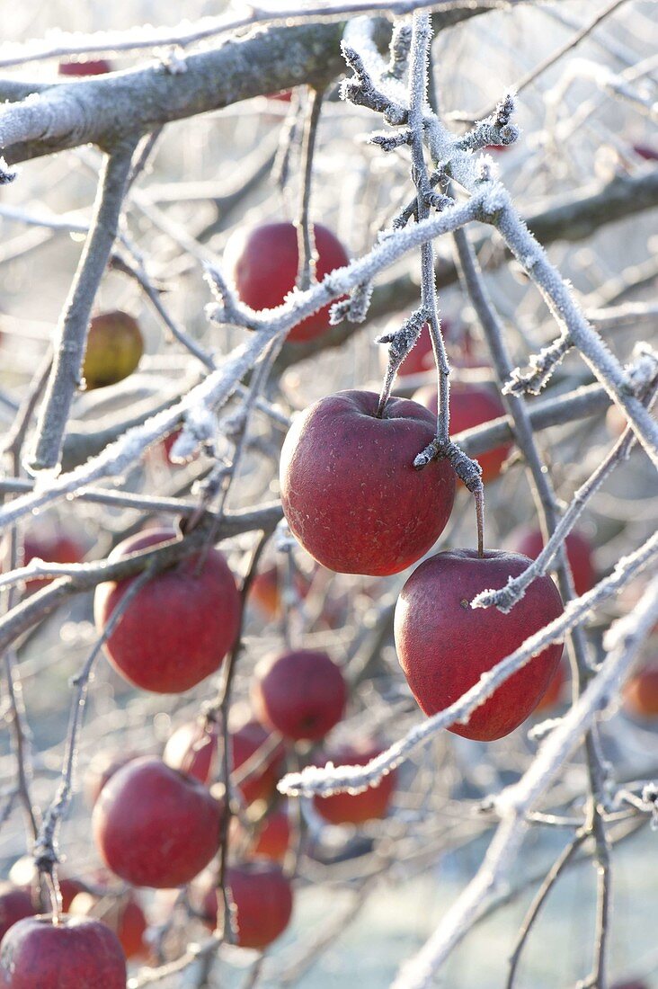 Rote Äpfel (Malus) an Zweigen mit Rauhreif