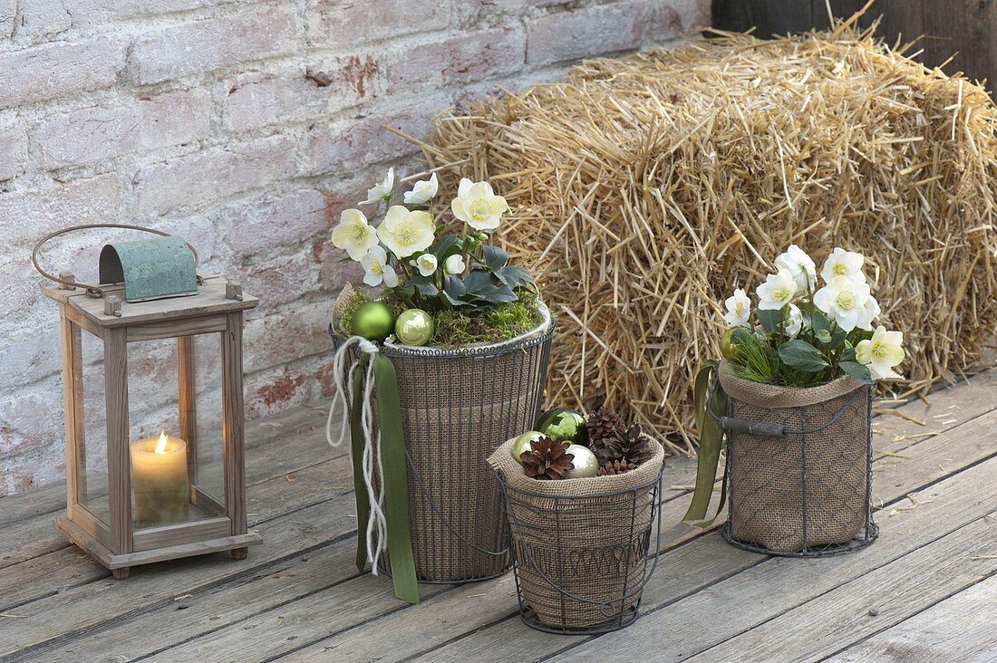 Christmas roses with winter protection on the terrace