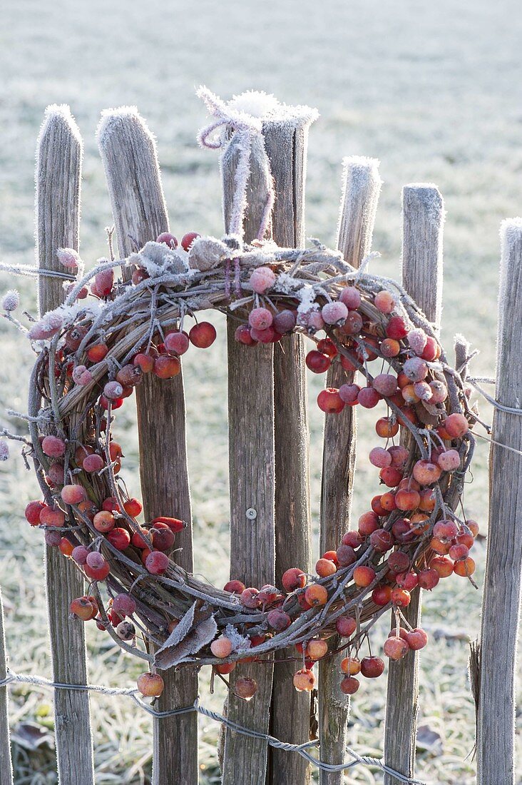 Frozen wreath of malus with fruits on stake fence