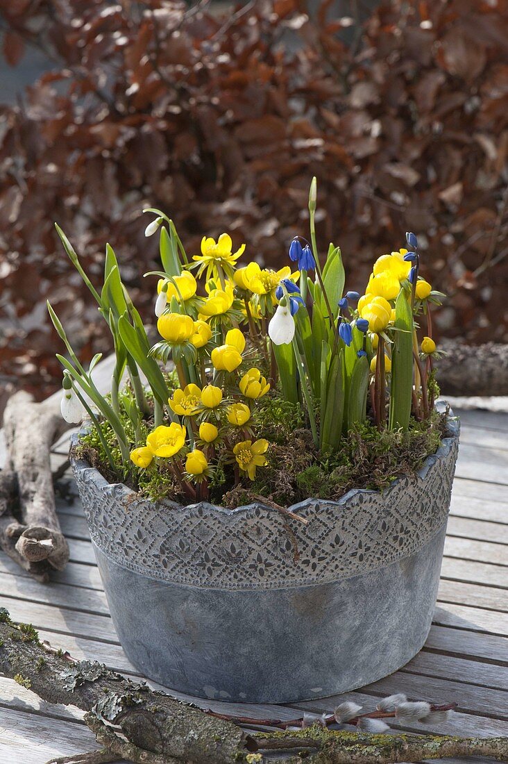 Gray pot with Eranthis (winterling), Galanthus nivalis