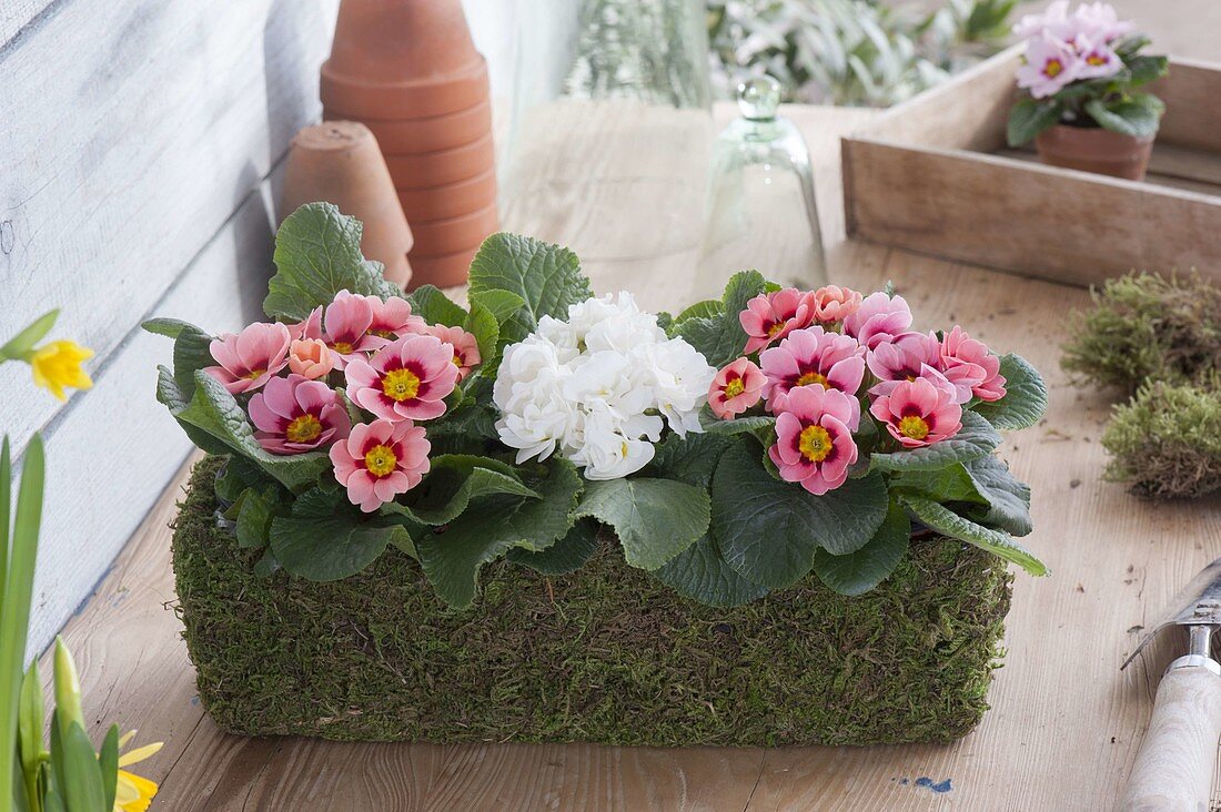 Primula (primroses) in moss box