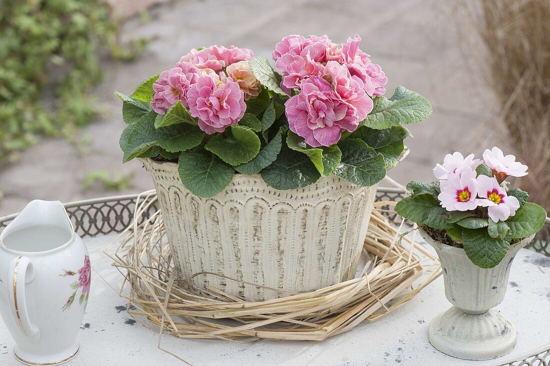 Primula 'Romance' in a romantic vessel, wreath of grasses