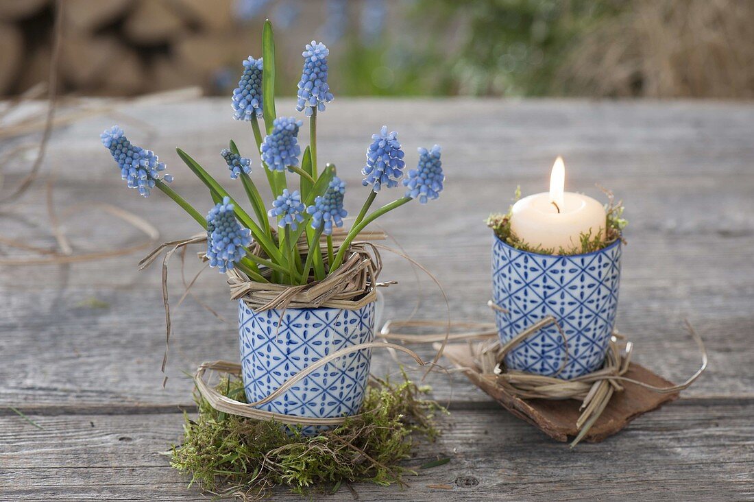 Muscari armeniacum (Grape Hyacinth) in cup