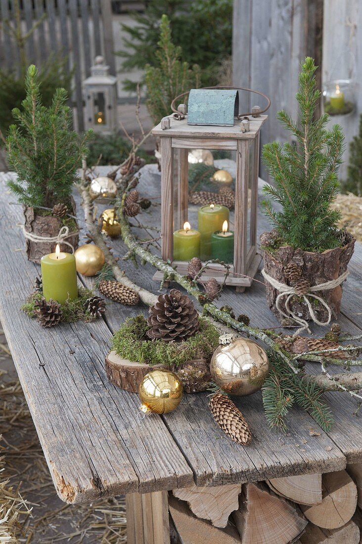 Rural terrace decorated with picea glauca