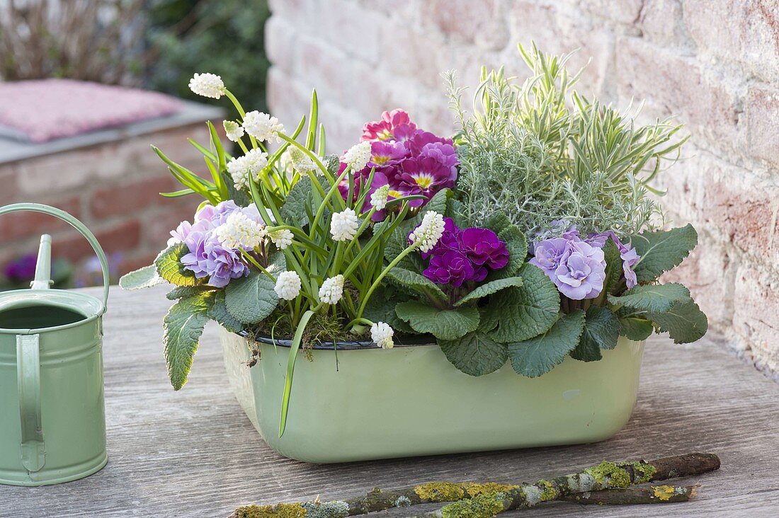 Baking dish with spring flowers: Primula acaulis, Muscari