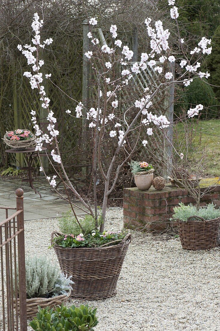 Prunus dulcis (almond tree, almonds) planted with Bellis