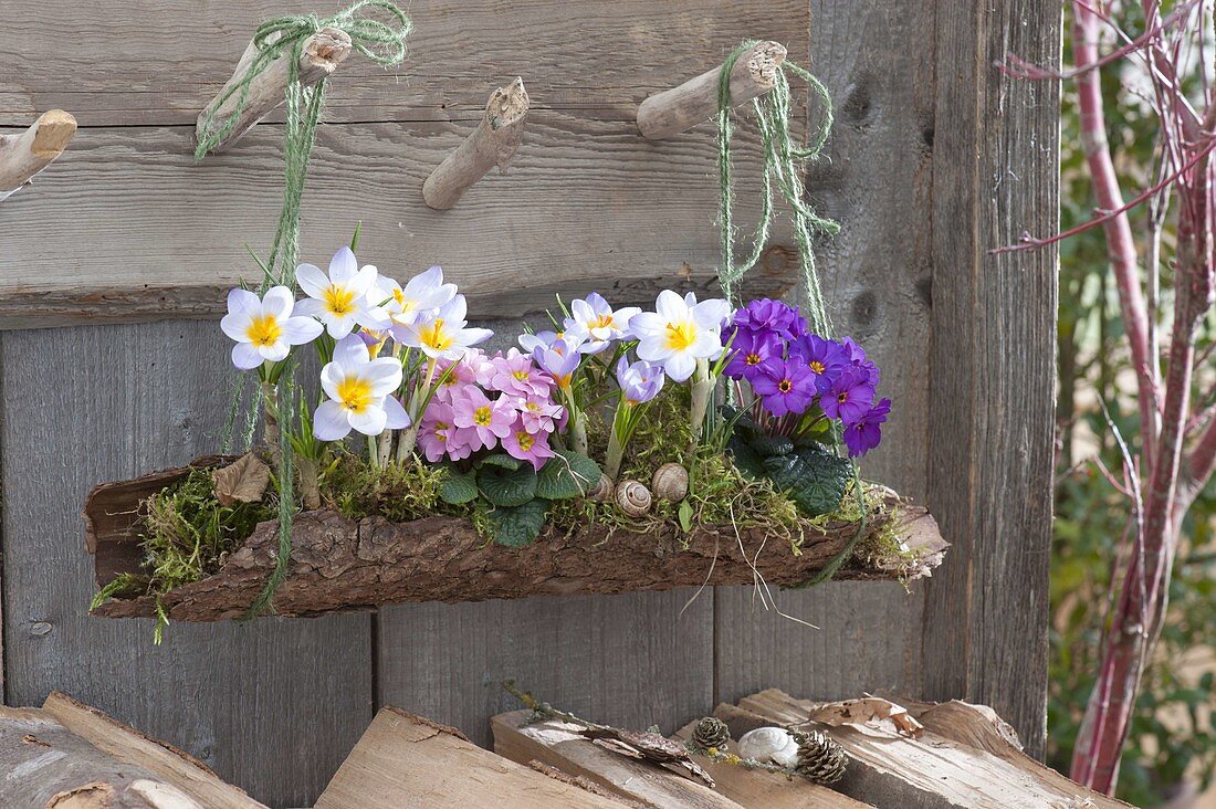 Crocus chrysanthus 'Blue Pearl' (Krokusse) und Primula (Primeln)