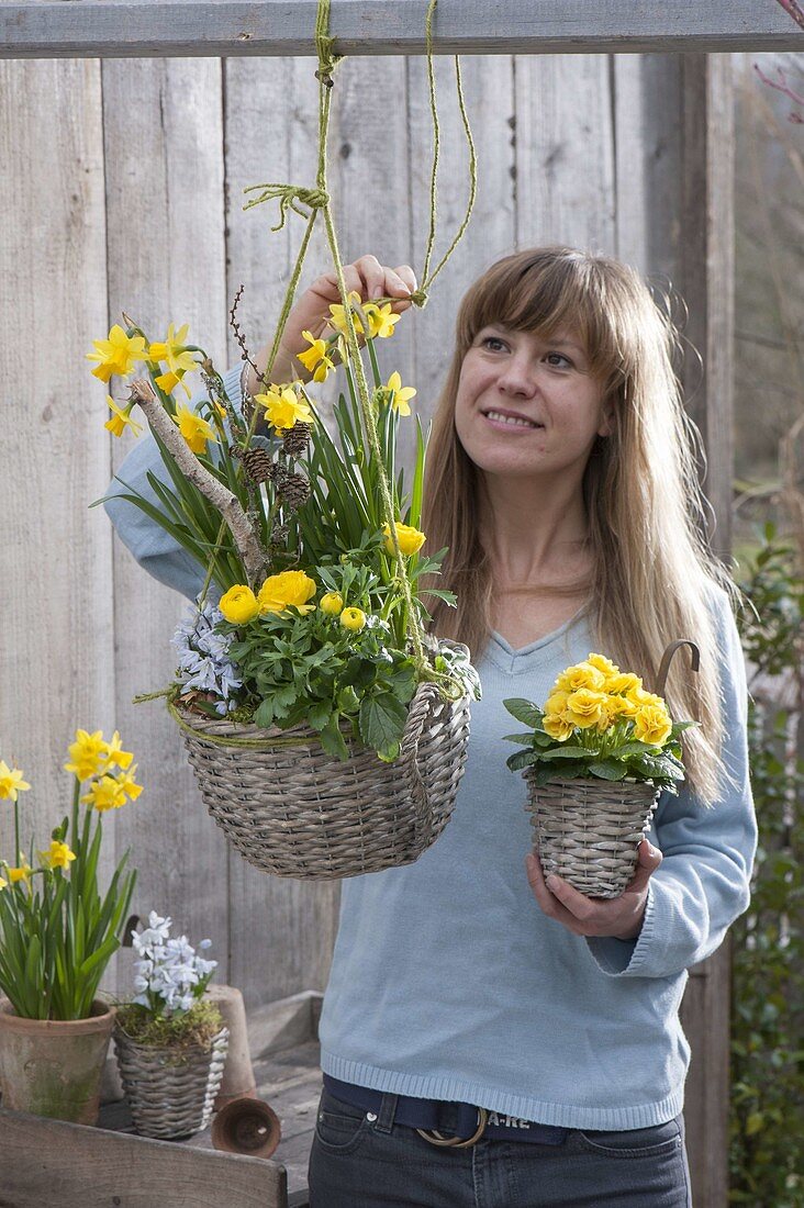 Baskets with Narcissus 'Tete A Tete', Ranunculus