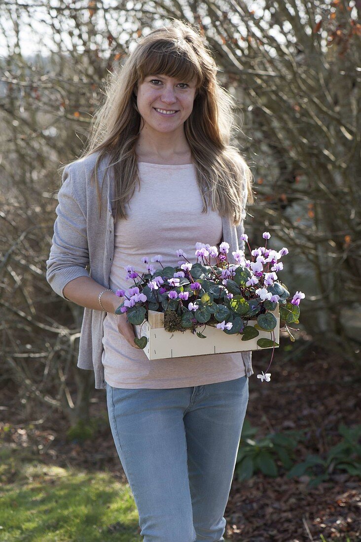 Frau trägt Obststiege mit Cyclamen coum (Alpenveilchen)