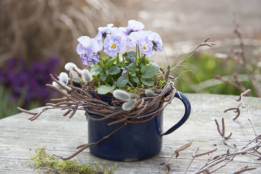 Viola cornuta with wreath of twigs of betula