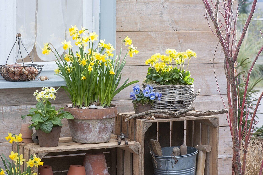 Narcissus 'Tete a Tete' (Narzissen), Primula elatior (Hohe Primeln)