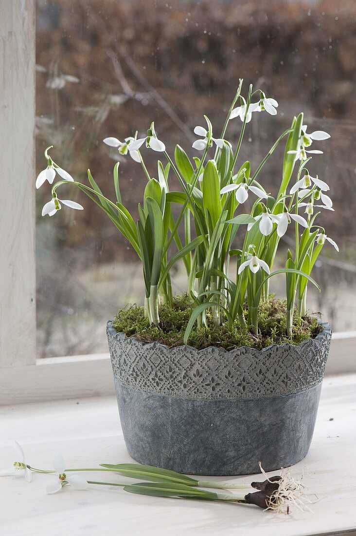 Galanthus nivalis (Schneeglöckchen) im grauen Topf