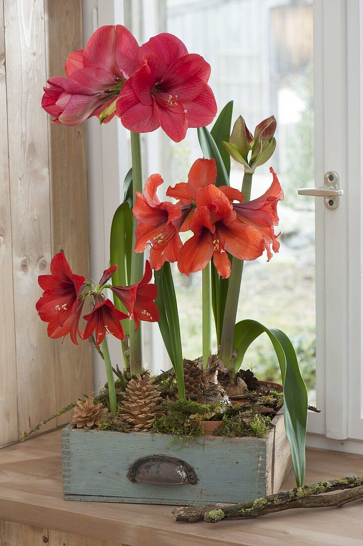 Flowering amaryllis with clay pots in old drawer
