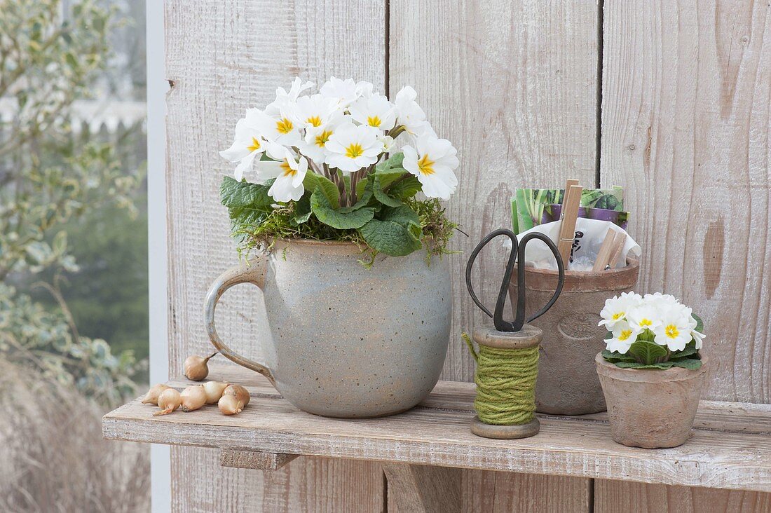 Primula acaulis (primroses) on wall shelf, Allium cepa (plug-in bulbs)