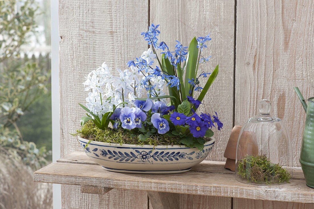 Blue-white peel planted with Scilla, Viola cornuta