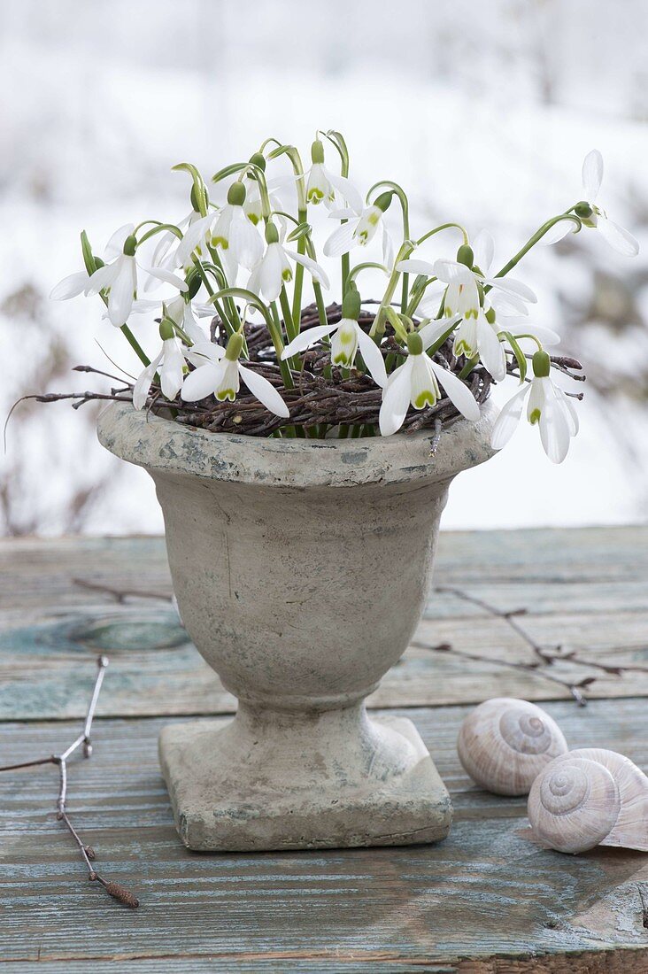 Galanthus nivalis (snowdrop) bouquet