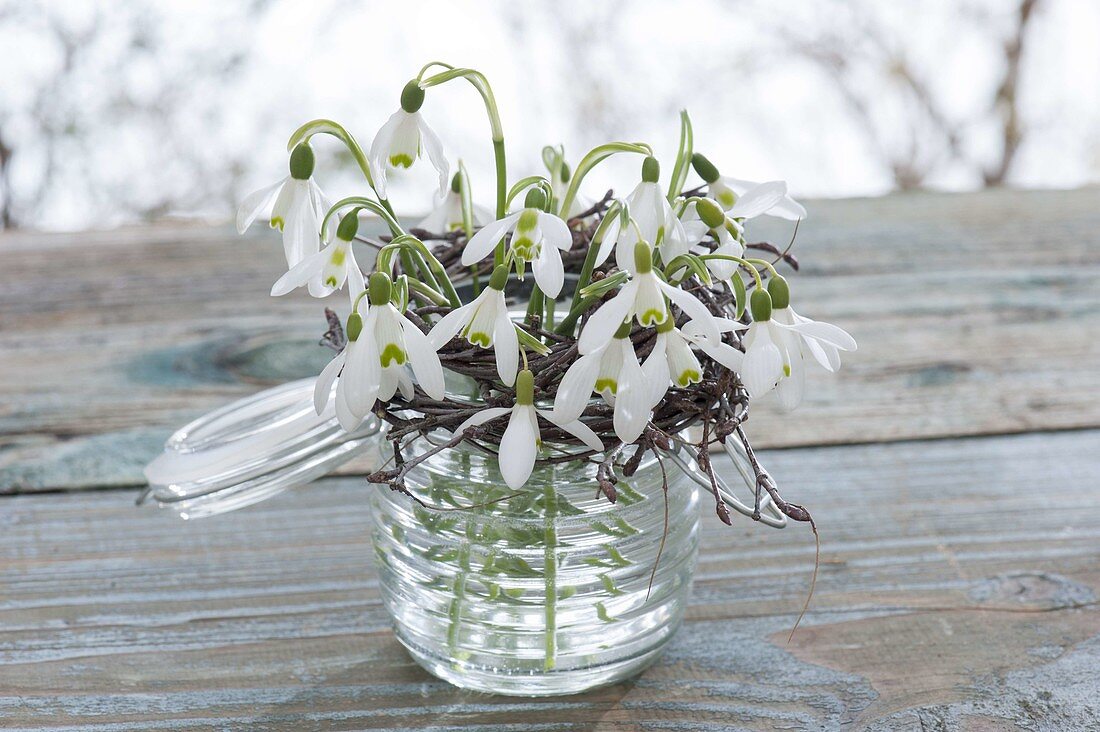 Galanthus nivalis bouquet in preserving jar