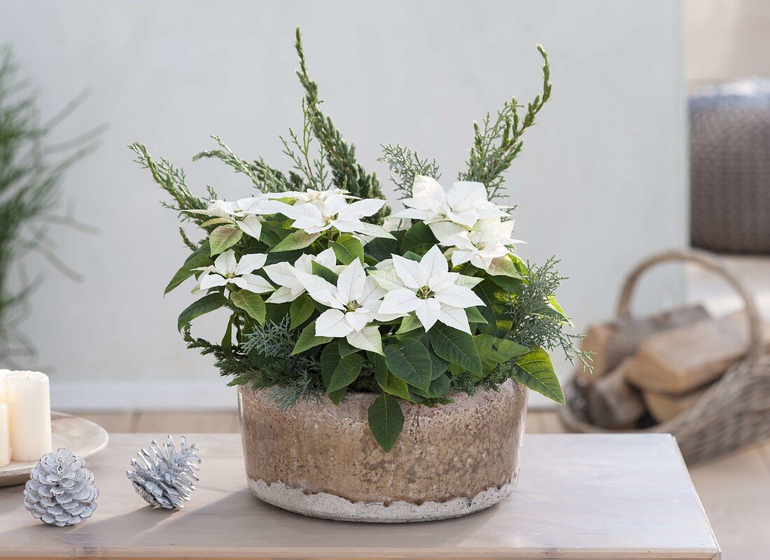 Bowl with Euphorbia pulcherrima, Poinsettia 'Glace Early'