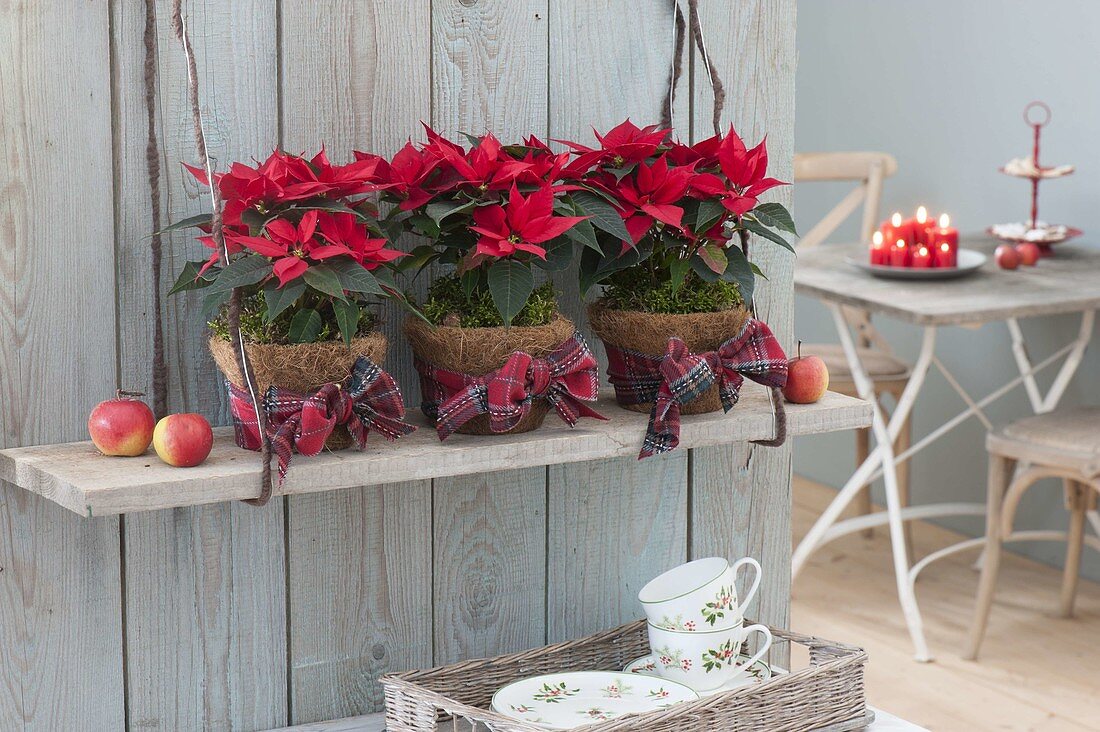 Euphorbia pulcherrima, Poinsettia 'Jester Red'(Weihnachtssterne)