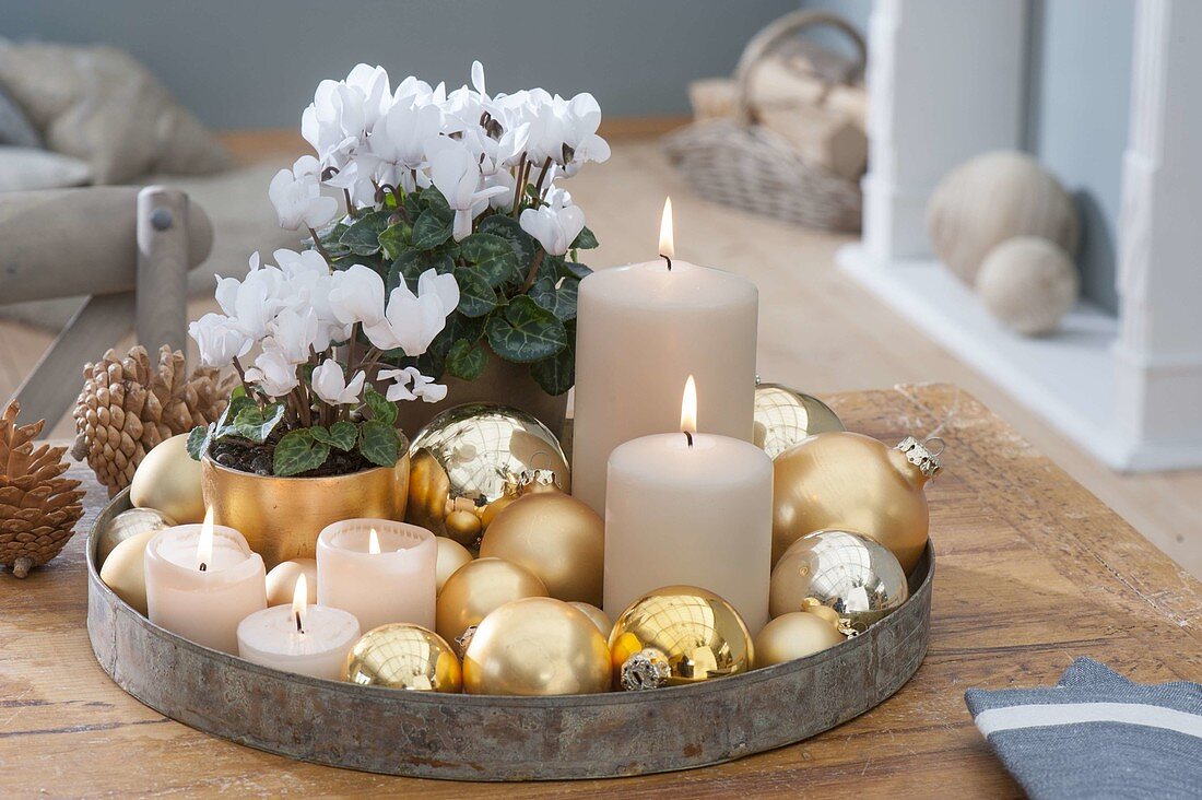 Cyclamen persicum Christmassy with golden balls