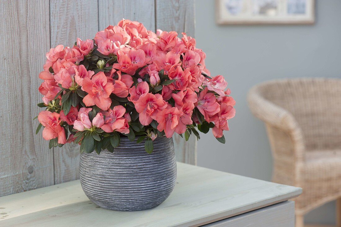 Rhododendron simsii (room azalea) in gray planter