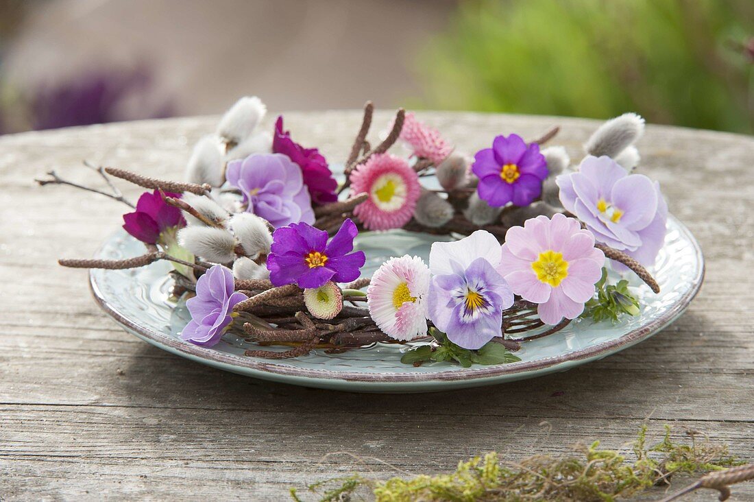 Plate wreath made of birch twigs (Betula) with Primula (primroses), Bellis (daisy), Viola cornuta (horned violet) and Palmkaetzchen (palm weed)