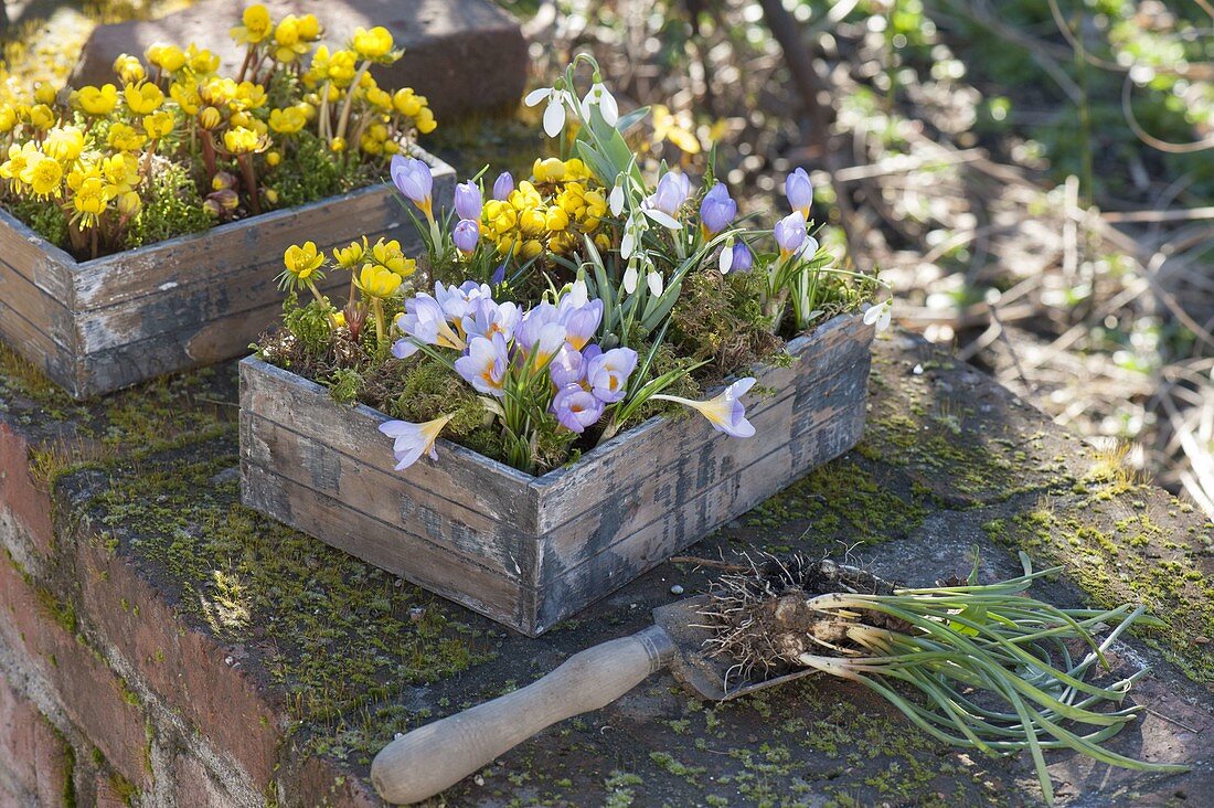 Crocus chrysanthus 'Blue Pearl', Eranthis