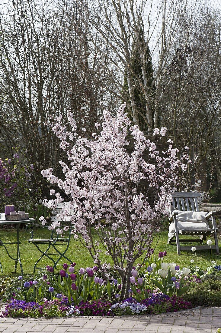 Prunus sargentii 'Accolade' (Early ornamental cherry)