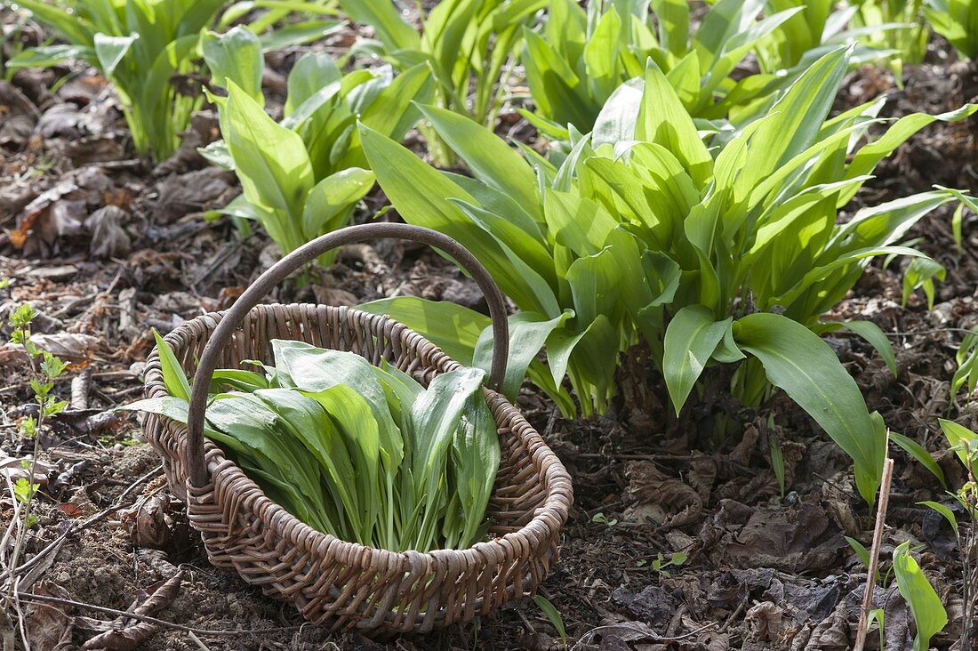 Wild garlic, in the bed, basket of freshly harvested wild garlic