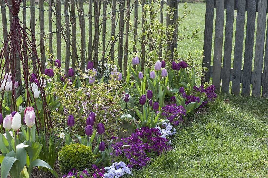 Tulipa 'Purple Prince' and 'Holland Beauty' (tulips), Aubrieta (blue cushion)