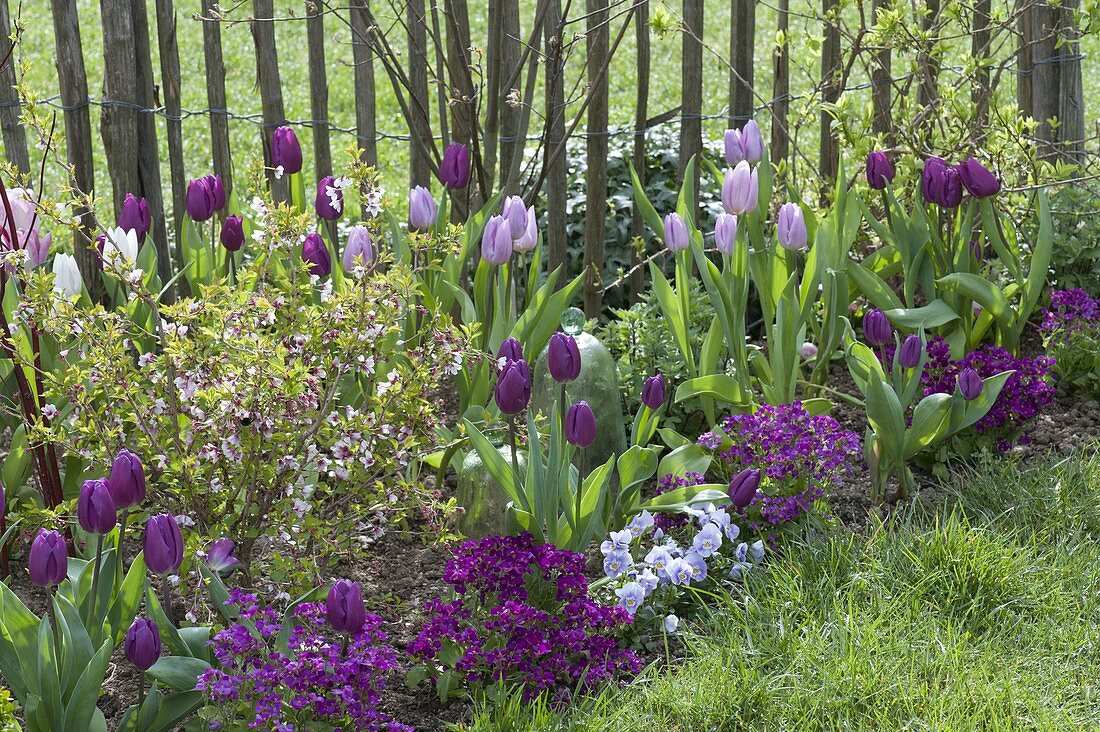 Tulipa 'Purple Prince', 'Holland Beauty' (tulips), Aubrieta (blue cushion)