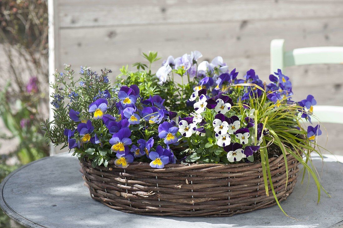 Wicker wreath planted with viola cornuta (horn violet), rosemary