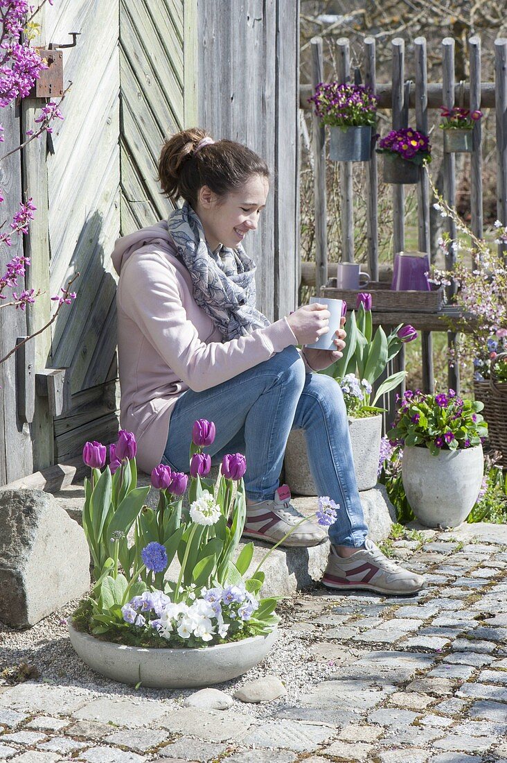 Gray bowl and pots with Tulipa 'Purple Prince' (tulip)