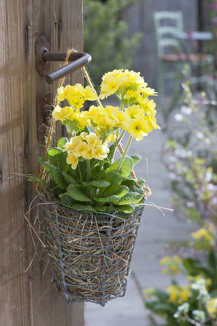 Primula elatior (Hohe Primel, Hohe Schlüsselblume) in Drahtkorb