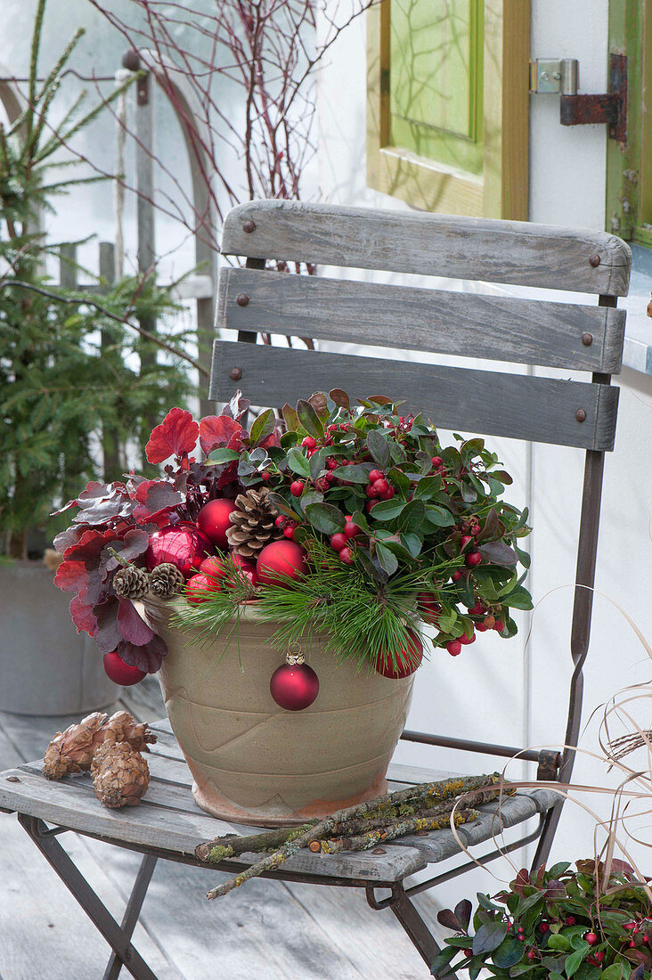 Gaultheria procumbens (Scheinbeere) und Heuchera (Purpurglöckchen)