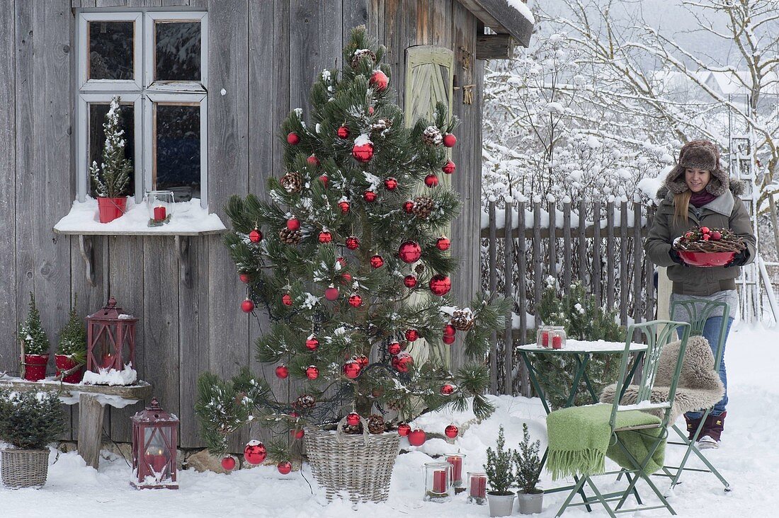 Pinus (pine) as a living Christmas tree with cones