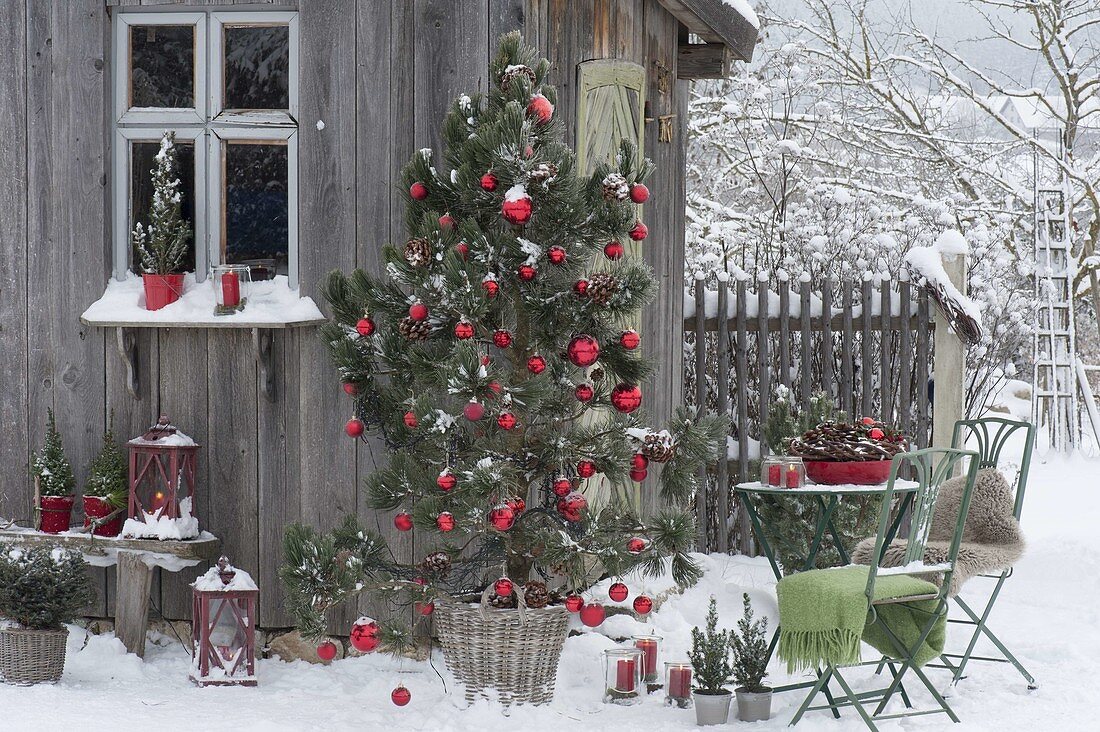 Pinus (Kiefer) als lebender Weihnachtsbaum mit Zapfen