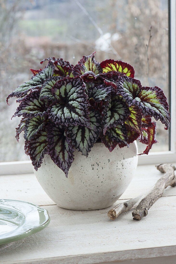 Begonia Rex 'Fireworks' at the window