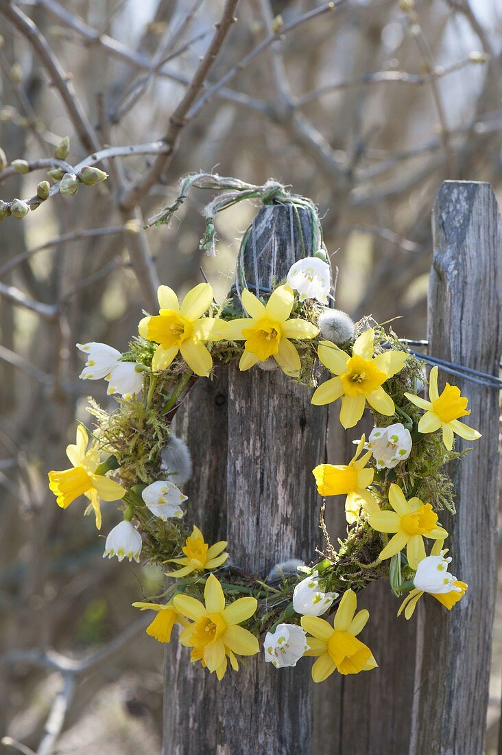 Kranz aus Narcissus 'Tete a Tete' (Narzissen)