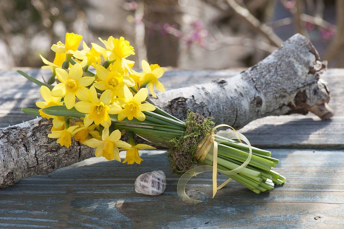 Strauss aus Narcissus 'Tete a Tete' (Narzissen) an Holzstamm