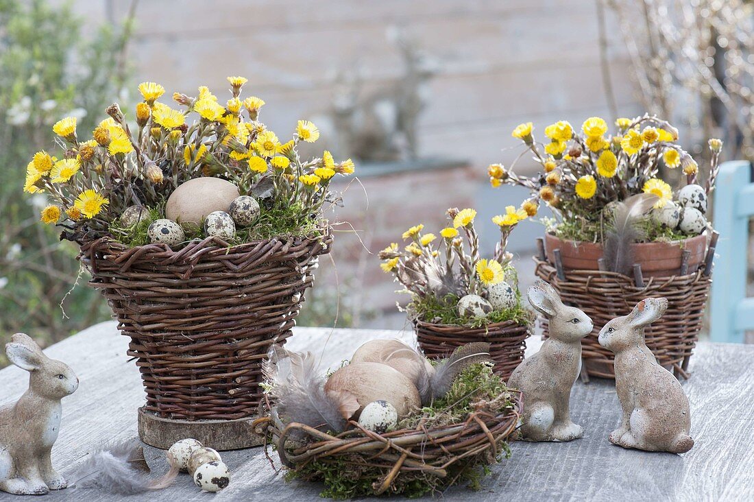 Osterdeko mit selbstgemachten Weidenkoerben, bepflanzt mit Tussilago